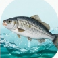 Aquaculture Feed
