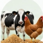 Cattle Feed & Poultry Feed