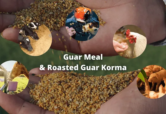 Roasted guar korma for fish feed