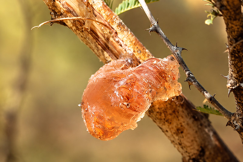 Instant Soluble Gum Acacia Senegal